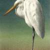Long Egret - Transparent Watercolor Paintings - By Michael J. Weber Aws, Realistic Painting Artist