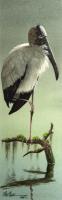 Wood Stork - Transparent Watercolor Paintings - By Michael J. Weber Aws, Realistic Painting Artist