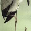 Wood Stork - Transparent Watercolor Paintings - By Michael J. Weber Aws, Realistic Painting Artist