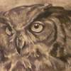 Owl Portrait - Charcoal Pencil On Paper Drawings - By Sean King, Portraits Drawing Artist
