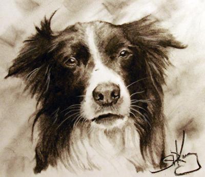 Charcoals - Dog Study - Charcoal Pencil On Paper