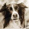 Dog Study - Charcoal Pencil On Paper Drawings - By Sean King, Portraits Drawing Artist