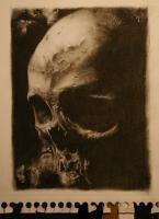 Charcoals - Skull - Charcoal Pencil On Paper