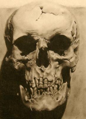 Charcoals - Skull - Charcoal Pencil On Paper