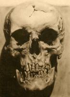 Skull - Charcoal Pencil On Paper Drawings - By Sean King, Realism Drawing Artist