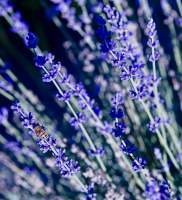 Digital Photography - Lavender - Digital Print