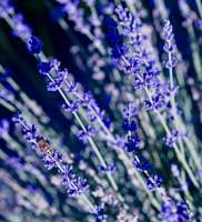 Lavender - Digital Print Photography - By Barry Scharf, Realism Photography Artist