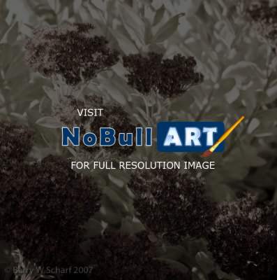 Digital Photography - Floral 4 - Digital Print