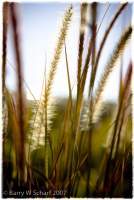 Digital Photography - Grass - Digital Print