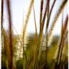 Grass - Digital Print Photography - By Barry Scharf, Realism Photography Artist