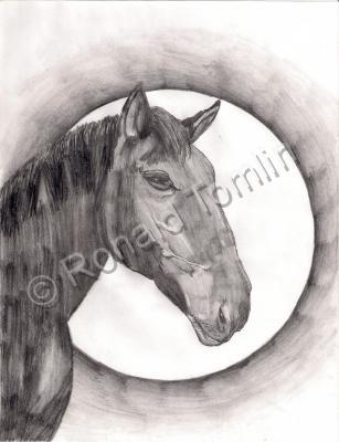 Animals - Dark Horse - Pencil And Paper