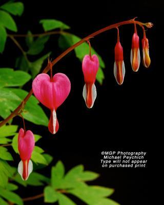 Nature - Bleeding Hearts - Photography