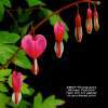 Bleeding Hearts - Photography Photography - By Michael Peychich, Nature Photography Artist