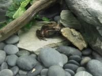 Frog - Camera Photography - By Taylor Vohlken, Life Photography Artist