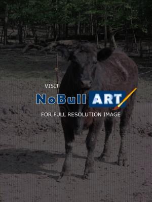 Photography - Cow - Camera