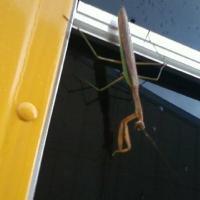 Photography - Praying Mantis - Camera