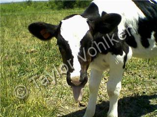 Photography - Cow2 - Camera