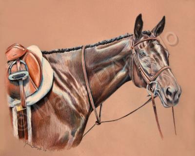 Equine - Bay Hunter - Colored Pencil