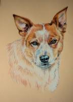 Pets - Red Dog - Colored Pencil