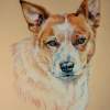 Red Dog - Colored Pencil Other - By Maria Dangelo, Realistic Other Artist
