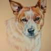 Red Dog - Colored Pencil Other - By Maria Dangelo, Realistic Other Artist