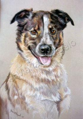 Pets - Freckles - Colored Pencil