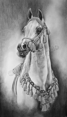 Equine - Native Costume - Graphite