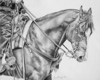 Equine - Backup - Graphite