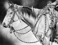 Equine - Buck - Graphite