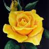F 23 - Yellow Rose - Available For Sale - Acrylic Paintings - By Georges Serhal, Realism Painting Artist