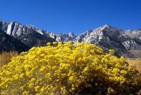 Majestic Mount Whitney - Digital Giclee Photography - By Stephen Coleman, Fine Art Photography Photography Artist