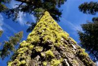 Majestic Moss Covered Trees - Digital Giclee Photography - By Stephen Coleman, Fine Art Photography Photography Artist