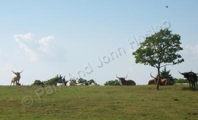 Rural Reflections - Guards On The Hill - Digital Photography