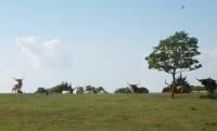 Rural Reflections - Guards On The Hill - Digital Photography