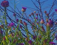 Thistle Thangs - Digital Photography Photography - By Pam And John Heslep, Realism Photography Artist