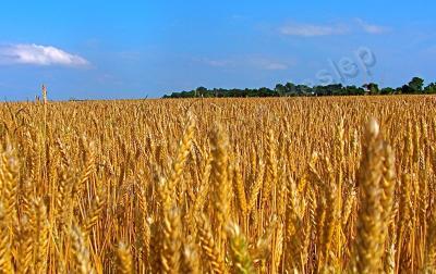 Rural Reflections - Sea Of Gold - Digital Photography