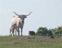 Rural Reflections - Majestic Momma - Digital Photography