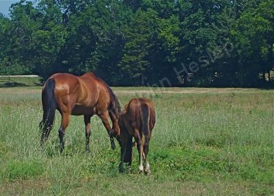 Rural Reflections - Good Grazing - Digital Photography