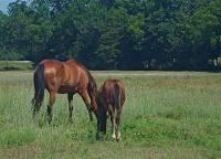 Rural Reflections - Good Grazing - Digital Photography