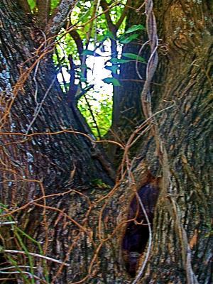 Rural Reflections - Twisted - Digital Photography