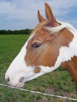 Rural Reflections - Horse On A Wire - Digital Photography