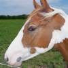 Horse On A Wire - Digital Photography Photography - By Pam And John Heslep, Realism Photography Artist