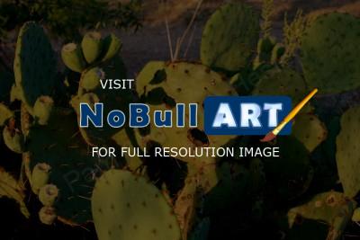 Flora  Fauna - Prickly Pear Peeper - Digital Photography