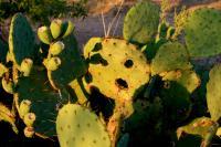 Flora  Fauna - Prickly Pear Peeper - Digital Photography