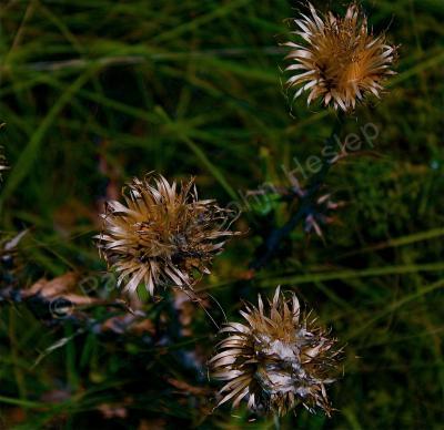 Flora  Fauna - Golden Thistle - Digital Photography