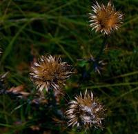 Flora  Fauna - Golden Thistle - Digital Photography