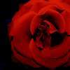 Digital Photography - Pam And John Heslep - Realism Photography Artist