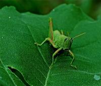 Flora  Fauna - Jim - Digital Photography