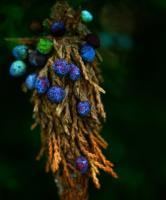Flora  Fauna - Juniper - Digital Photography
