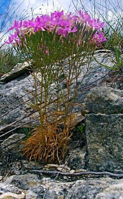 Flora  Fauna - Beauty On The Rocks - Digital Photography